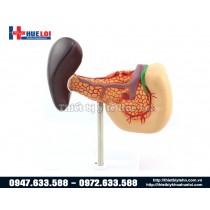 Mô hình giải phẫu tụy